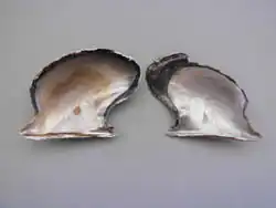 Pteria colymbus