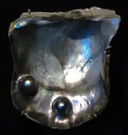 Pteria sterna