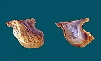 Pteria peasei