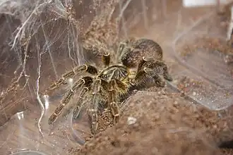 Description de l'image Pterinochilus chordatus.jpg.