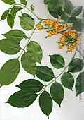 Feuilles et fleurs collectées à Chonburi, en Thaïlande.