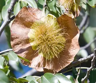 Pterocarpus angolensis, graine.