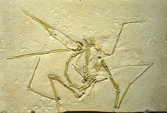 Fossile de P. antiquus au musée Carnegie d'histoire naturelle à Pittsburgh.