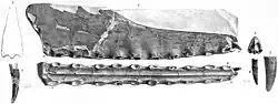 Illustrations de l'holotype de C. cuvieri.