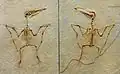 Fossile en empreinte et contre-empreinte d'un spécimen juvénile de P. antiquus.