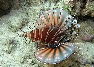 Dendrochirus zebra