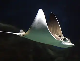 Pteromylaeus bovinus
