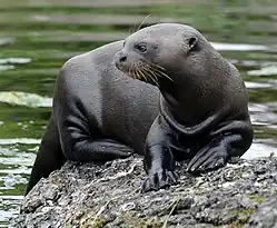 Loutre géante du Brésil (Pteronura brasiliensis).