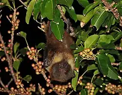 Pteropus dasymallus