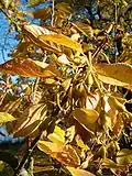 Pterostyrax corymbosus.