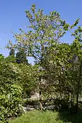 Arbre en floraison.