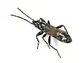 Pterotmetus staphyliniformis, Pays-Bas.