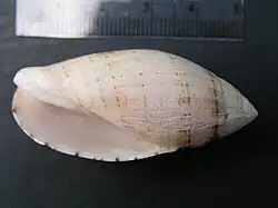 Pterygia nucea