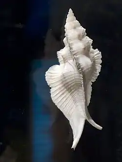 Pterynotus pinnatus