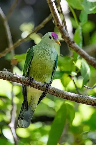 Description de l'image Ptilinopus chalcurus imported from iNaturalist photo 17248691 on 23 July 2019.jpg.