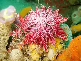 Ptilometra australis, une Ptilometridae