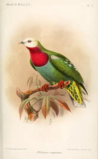 Description de l'image PtilopusEugeniaeKeulemans.jpg.