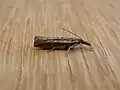 Ptochostola microphaeellus   (Walker, 1866)