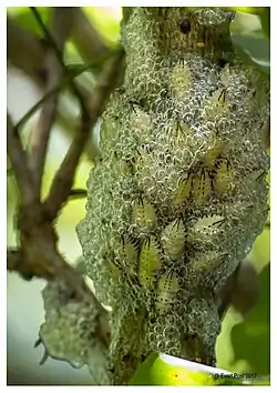 Ptyelus flavescens.