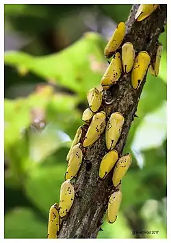 Ptyelus flavescens.