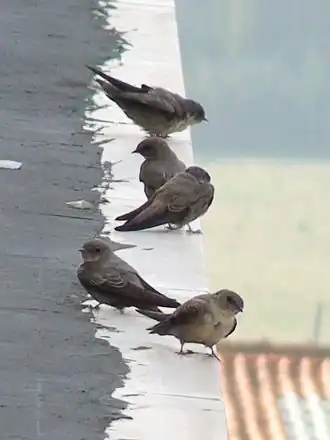 Hirondelle de rochers (Ptyonoprogne rupestris)