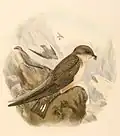 Hirondelle de rochers (P. rupestris)