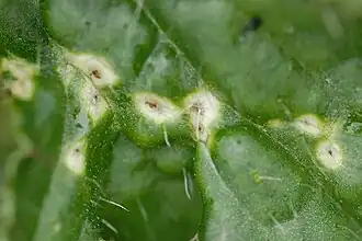 Puccinia cnici