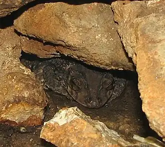 Description de l'image PuertoRiccanCrestedToad.jpg.