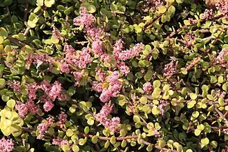 Fleurs roses