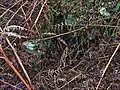 Un puits en pierre de l'âge du fer au sud d'un Hillfort.