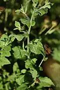 Feuilles ondulées sur les bords et embrassant la tige