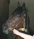 Trotteur allemand équipé d'un anti-encapuchonneur en bois