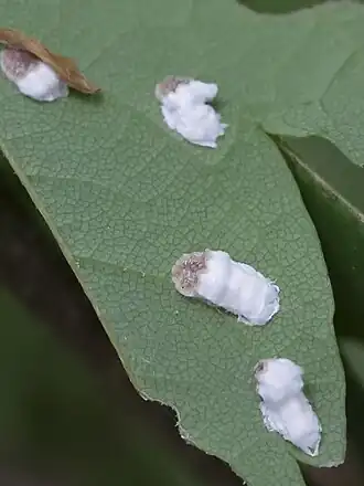 Description de l'image Pulvinaria hydrangeae (Hemiptera- Coccidae) (10958921753).jpg.