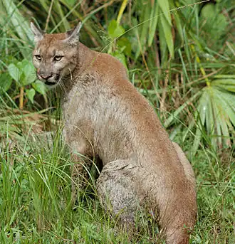 Panthère de Floride.
