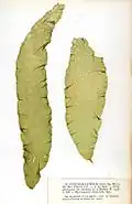 Punctaria latifolia, planche de l'herbier des frères Crouan (Pierre-Louis et Hippolyte-Marie).