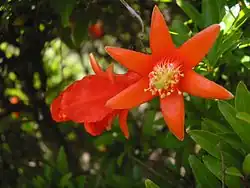 Les fleurs femelles sont reconnaissables à leur pistil qui dépasse des étamines.