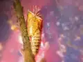 Chrysalide  de simulie avec, au sommet, les filaments branchiaux