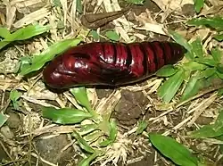 La chrysalide.