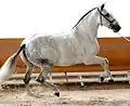 Pure race espagnole