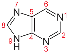 Purine