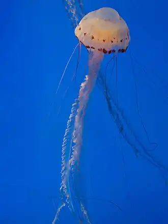 Description de l'image Purple-striped Sea Nettle - National Aquarium, Baltimore - April 5, 2011.jpg.