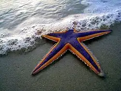 Astropecten articulatus, une Paxillosida.