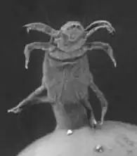 Description de l'image Pyemotes herfsi 2.jpg.
