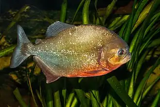 Un poisson argenté à ventre orange.