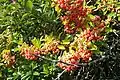 Fruits.