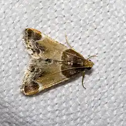 Pyralis farinalis