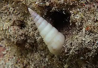 Longchaeus acus