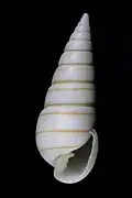 Pyramidella dolabrata (Pyramidellidae)