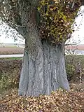 Base d'un sujet âgé.