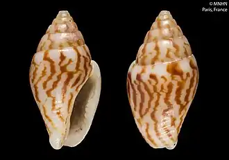 Pyrene flava